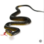 The Panic Snake – Realistic Fake Snake Prank Toy